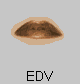  EDV 